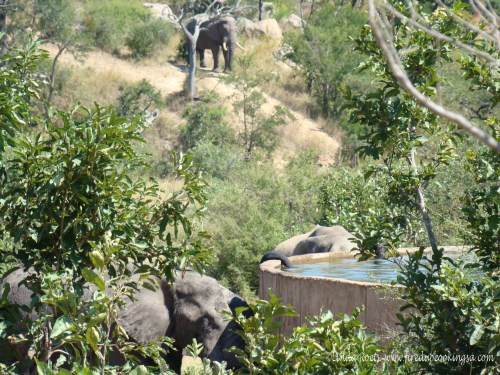 Elephants at reservoir