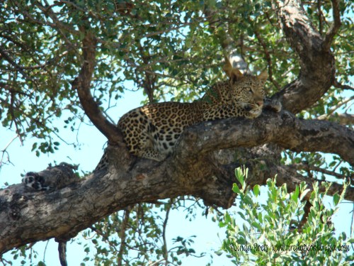 Leopard in tree near camp