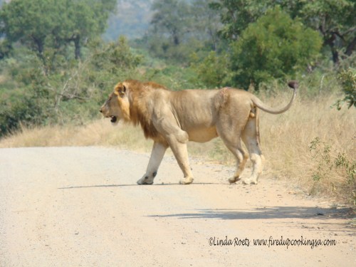 Lion crossing the road