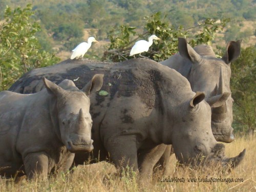 White rhino family
