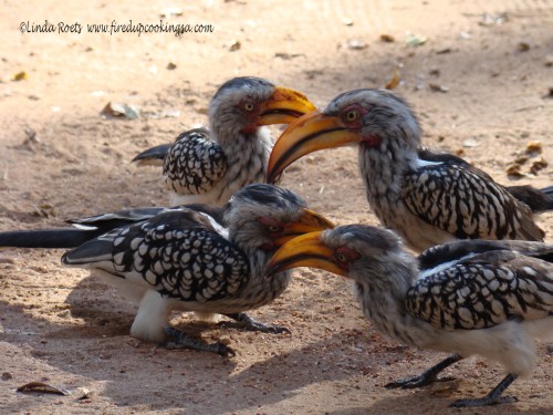 Yellow billed hornbills